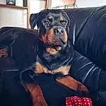 Chien, Race de chien, Carnivore, Comfort, Chien de compagnie, Working Animal, Rottweiler, Museau, Couch, Canidae, Guard Dog, Working Dog, Moustaches, Poil, Liver, Terrestrial Animal, Sleeper Chair, Fruit, Assis