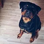 Chien, Yeux, Plante, Carnivore, Race de chien, Chien de compagnie, Faon, Working Animal, Rottweiler, Museau, Moustaches, Electric Blue, Canidae, Bois, Toy Dog, Hardwood, Guard Dog, Working Dog