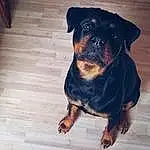 Chien, Yeux, Plante, Carnivore, Race de chien, Chien de compagnie, Faon, Working Animal, Rottweiler, Museau, Moustaches, Electric Blue, Canidae, Bois, Toy Dog, Hardwood, Guard Dog, Working Dog