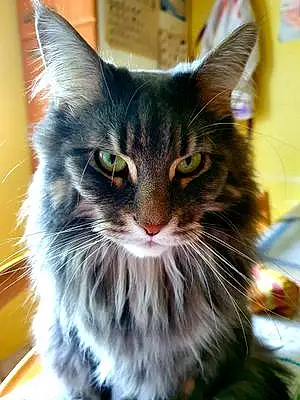 Maine Coon Chat Noisette