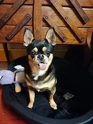 Nom Chihuahua Chien Luky