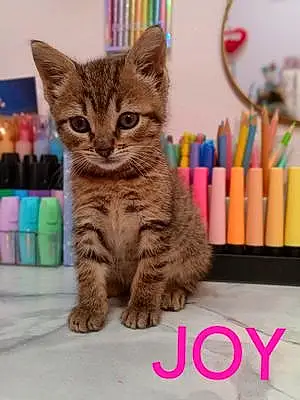 Chat Joy