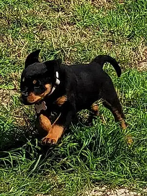 Rottweiler Chien Vicky