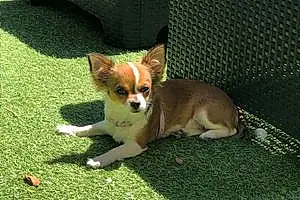 Nom Chihuahua Chien Hina