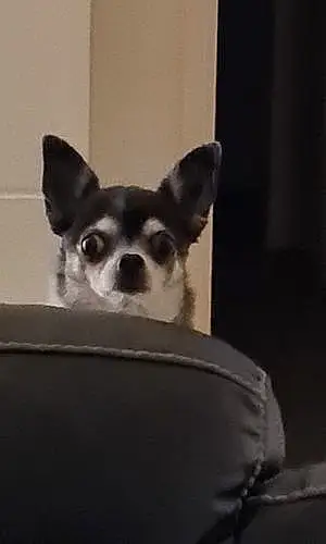 Nom Chihuahua Chien Loustic