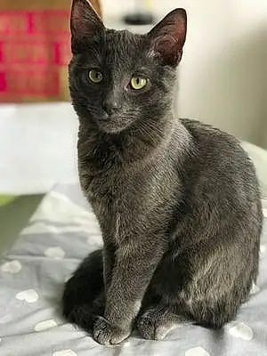 Chartreux Chat Teddy