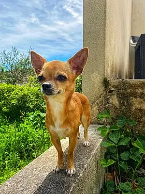 Nom Chihuahua Chien Tina