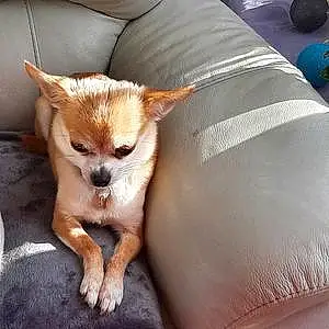 Nom Chihuahua Chien Laly