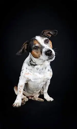 Jack Russell Chien Guizmo