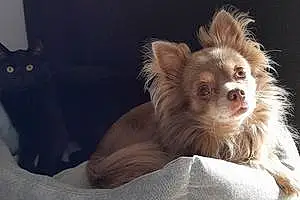 Nom Chihuahua Chien Looki