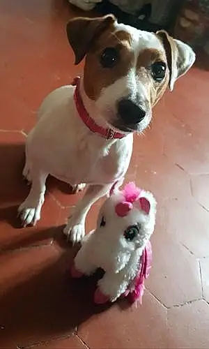 Nom Jack Russell Chien India