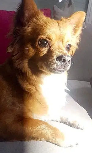 Nom Chihuahua Chien Arko