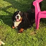 Chien, Plante, Race de chien, Carnivore, Herbe, Chien de compagnie, Bernese Mountain Dog, Museau, Arbre, Terrestrial Animal, Canidae, Baballe, Plastic, Working Dog, Chair, Herding Dog, Queue, Hunting Dog, Working Animal