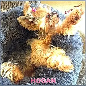 Yorkshire Terrier Chien Hogan