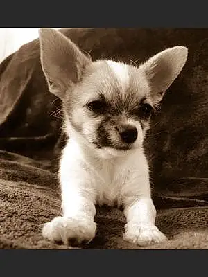 Nom Chihuahua Chien Lina