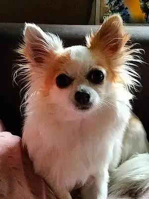 Nom Chihuahua Chien Heavy