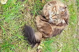 Nom Maine Coon Chat Indiana