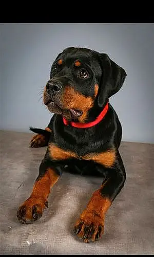 Rottweiler Chien Shelby