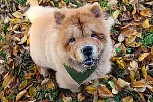 Nom Chow Chow Chien Barney