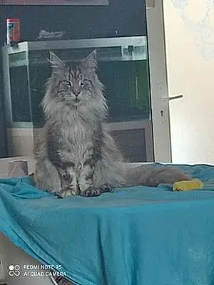 Nom Maine Coon Chat Leeroy