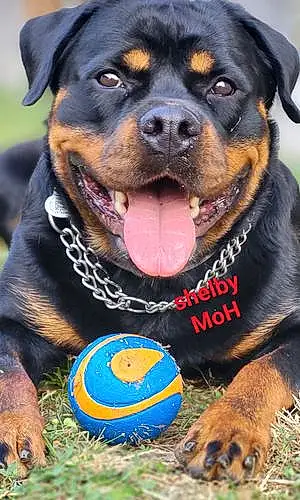 Rottweiler Chien Shelby