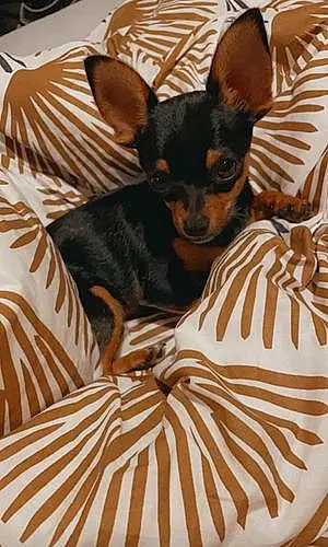 Chihuahua Chien Twister