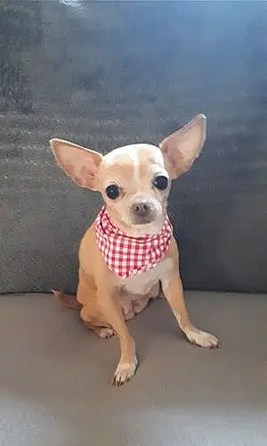 Nom Chihuahua Chien Izzie