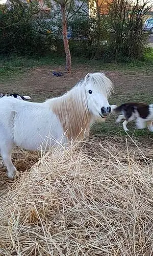 Nom Shetland Pony Beauty