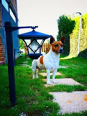 Jack Russell Chien Poupy