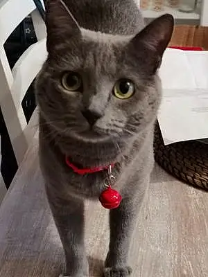 Chartreux Chat Isis