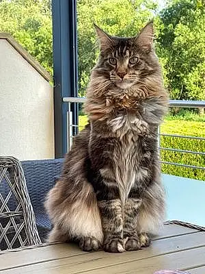 Maine Coon Chat Roxie