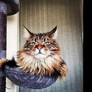 Maine Coon Chat Orkhis
