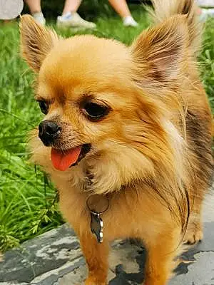 Chihuahua Chien Jerry