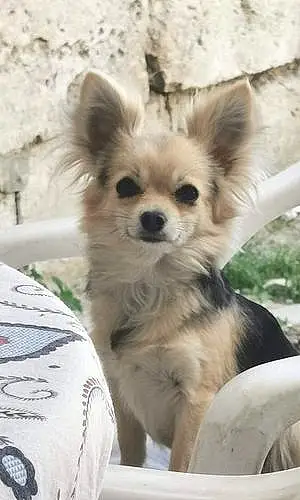 Chihuahua Chien Prada