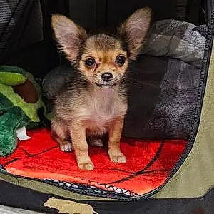Chihuahua Chien Ulice Et Uma