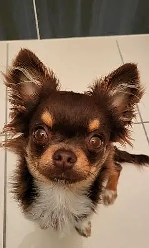 Chihuahua Chien Monsieur
