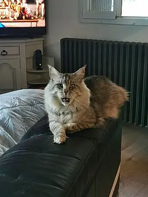 Maine Coon Chat Potter