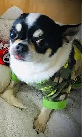 Chihuahua Chien Albert
