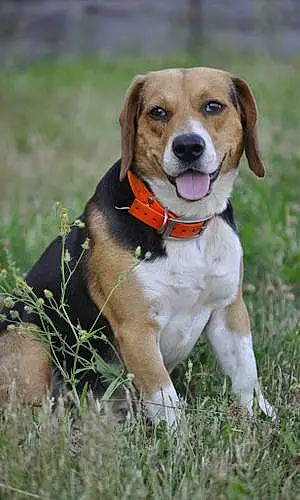 Nom Beagle Chien Loupy