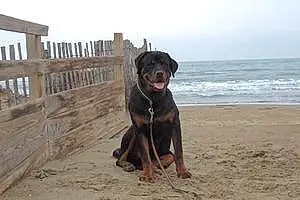 Rottweiler Chien Rony