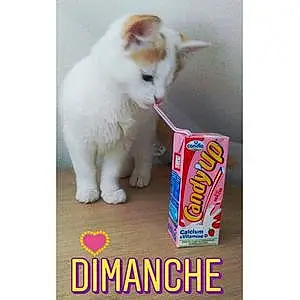 Nom Chat Marie