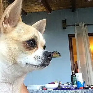 Nom Chihuahua Chien Lisa