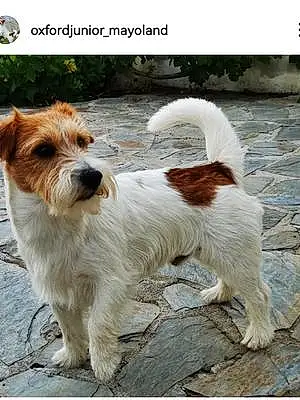 Jack Russell Chien Oxford Junior