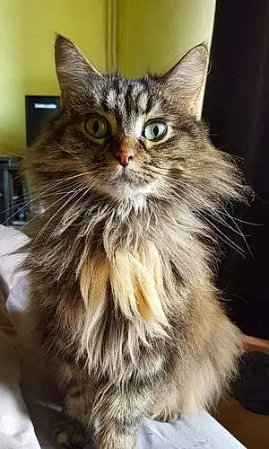 Nom Maine Coon Chat Lilou