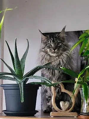 Maine Coon Chat Cobalt