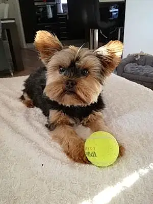 Yorkshire Terrier Chien Snoopy