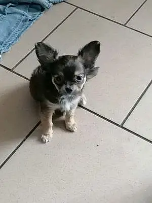 Chihuahua Chien Toufu