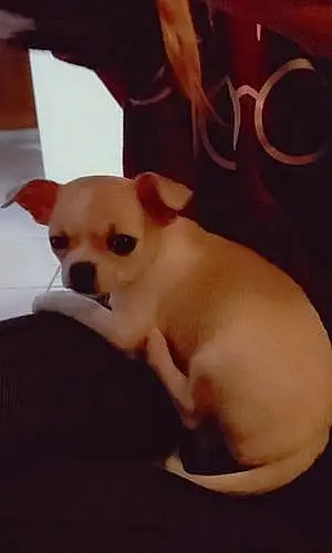 Chihuahua Chien Princesse