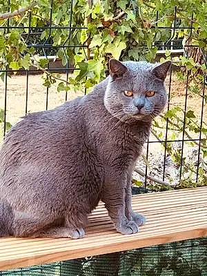 Nom Chartreux Chat Guysmo