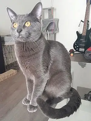 Nom Chartreux Chat Beerus
